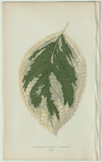 1866年 E.J.Lowe Beautiful Leaved Plants Pl.25 アジサイ科 アジサイ属 ヤマアジサイ Hydrangea japonica variegata
