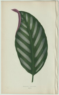 1866年 E.J.Lowe Beautiful Leaved Plants Pl.26 クズウコン科 ストロマンテ属 Maranta porteana