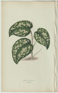 1866年 E.J.Lowe Beautiful Leaved Plants Pl.28 サトイモ科 スキンダプスス属 Pothos argyraea