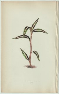 1866年 E.J.Lowe Beautiful Leaved Plants Pl.30 ラン科 キヌラン属 Anoectochilus striatus