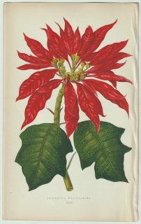 1866年 E.J.Lowe Beautiful Leaved Plants Pl.31 トウダイグサ科 トウダイグサ属 ポインセチア Poinsettia pulcherrima