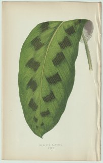 1866年 E.J.Lowe Beautiful Leaved Plants Pl.32 クズウコン科 ストロマンテ属 Maranta pardina
