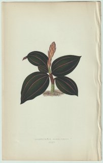 1866年 E.J.Lowe Beautiful Leaved Plants Pl.35 ラン科 ホンコンシュスラン Anoectochilus rubro-venia ジュエルオーキッド