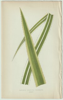 1866年 E.J.Lowe Beautiful Leaved Plants Pl.36 タコノキ科 タコノキ属 Pandanus javanicus variegatus
