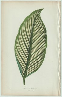 1866年 E.J.Lowe Beautiful Leaved Plants Pl.38 クズウコン科 ゴエッペルチア属 Maranta vittata