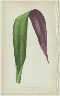 1866年 E.J.Lowe Beautiful Leaved Plants Pl.39 ツユクサ科 ムラサキツユクサ属 ムラサキオモト Tradescantia odoratissima