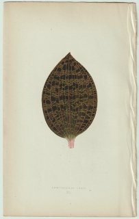 1866年 E.J.Lowe Beautiful Leaved Plants Pl.40 ラン科 ドッシニア属 Anoectochilus lowii ジュエルオーキッド