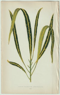 1866年 E.J.Lowe Beautiful Leaved Plants Pl.41 トウダイグサ科 クロトンノキ属 ヘンヨウボク Croton variegatum angustifolium