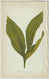 1866年 E.J.Lowe Beautiful Leaved Plants Pl.42 キジカクシ科 スズラン属 スズラン Convallaria majalis variegata