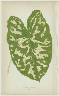 1866年 E.J.Lowe Beautiful Leaved Plants Pl.43 サトイモ科 カラジウム属 Caladium pictum