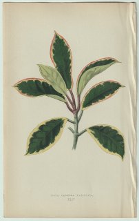 1866年 E.J.Lowe Beautiful Leaved Plants Pl.44 キョウチクトウ科 サクララン属 サクララン Hoya carnosa foliis variegata