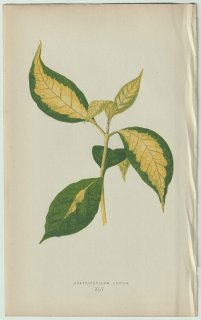 1866年 E.J.Lowe Beautiful Leaved Plants Pl.45 キツネノマゴ科 グラプトフィルム属 クロトンモドキ Graptophyllum pictum