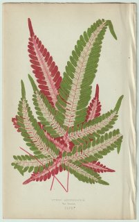 1866ǯ E.J.Lowe Beautiful Leaved Plants Pl.47 Υȥ Υȥ° Pteris aspericaulis, var. Tricolor