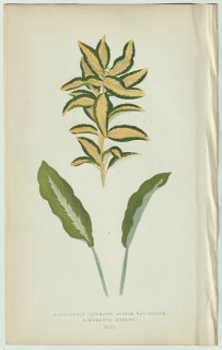 1866ǯ E.J.Lowe Beautiful Leaved Plants Pl.49 ˥ Euonymus japonicus  Maranta micans