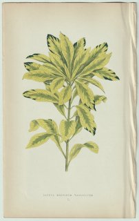 1866年 E.J.Lowe Beautiful Leaved Plants Pl.50 ジンチョウゲ科 ジンチョウゲ属 セイヨウオニシバリ Daphne mezereum variegatum