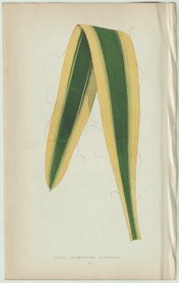 1866年 E.J.Lowe Beautiful Leaved Plants Pl.51 キジカクシ科 イトラン属 Yucca filamentosa, var.variegata