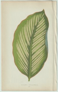 1866年 E.J.Lowe Beautiful Leaved Plants Pl.55 クズウコン科 クズウコン属 Maranta alba-lineata