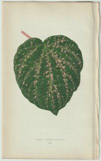 1866年 E.J.Lowe Beautiful Leaved Plants Pl.59 コショウ科 コショウ属 Cissus porphyrophyllus