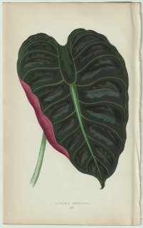 1866年 E.J.Lowe Beautiful Leaved Plants Pl.60 サトイモ科 アロカシア属 Alocasia metallica