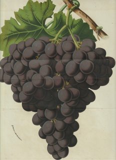 1858年 Van Houtte ヨーロッパの温室と庭園の植物誌 大判 ブドウ科 ブドウ属 ヨーロッパブドウ Muscat hamburgh