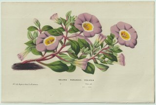 1858年 Van Houtte ヨーロッパの温室と庭園の植物誌 ナス科 ノラナ属 Nolana paradoxa violacea