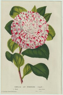 1858年 Van Houtte ヨーロッパの温室と庭園の植物誌 ツバキ科 ツバキ属 Camellia Jap Bonomiana