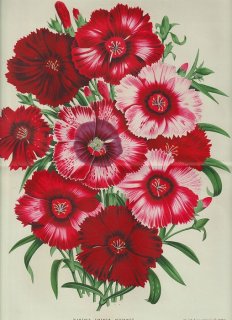 1858年 Van Houtte ヨーロッパの温室と庭園の植物誌 大判 ナデシコ科 ナデシコ属 セキチク Dianthus sinensis Heddewigii
