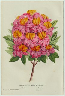 1858年 Van Houtte ヨーロッパの温室と庭園の植物誌 ツツジ科 ツツジ属 Azalea (Hybr) vanhouttei flore pleno