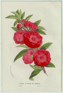 1858年 Van Houtte ヨーロッパの温室と庭園の植物誌 バラ科 スモモ属 モモ Amygdalus persica var sinensis