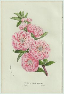 1858年 Van Houtte ヨーロッパの温室と庭園の植物誌 バラ科 スモモ属 モモ Pecher a fleurs D'oeillet