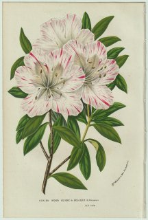 1858年 Van Houtte ヨーロッパの温室と庭園の植物誌 ツツジ科 ツツジ属 Azalea indica