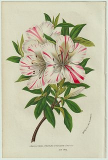 1858ǯ Van Houtte 衼åѤβοʪ ĥĥ ĥĥ° Azalea indica etendard de Flandre