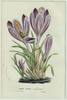 1858年 Van Houtte ヨーロッパの温室と庭園の植物誌 アヤメ科 クロッカス属 Crocus vernus le Majestueux