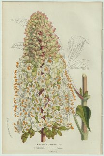 1858年 Van Houtte ヨーロッパの温室と庭園の植物誌 ムクロジ科 トチノキ属 カリフォルニアトチノキ Aesculus californica, Nutt