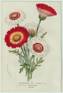 1858年 Van Houtte ヨーロッパの温室と庭園の植物誌 キク科 キク属 ハナワギク Chrysanthemum carinatum