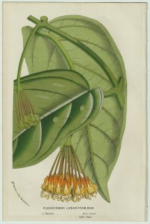 1858年 Van Houtte ヨーロッパの温室と庭園の植物誌 キョウチクトウ科 サクララン属 Plocostemma lasianthum, Blume