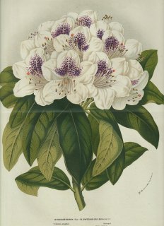 1858年 Van Houtte ヨーロッパの温室と庭園の植物誌 大判 ツツジ科 ツツジ属 Rhododendron var. clowesianum, Rollisson シャクナゲ