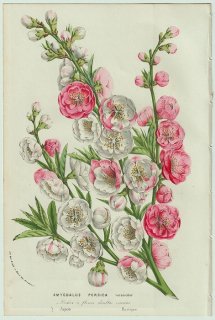 1858年 Van Houtte ヨーロッパの温室と庭園の植物誌 バラ科 スモモ属 モモ Amygdalus persica versicolor