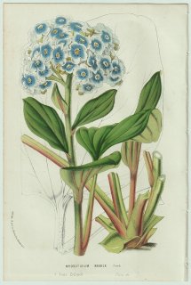 1858年 Van Houtte ヨーロッパの温室と庭園の植物誌 ムラサキ科 ミオソティディウム属 Myosotidium nobile Hook