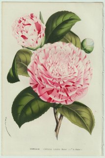 1858ǯ Van Houtte 衼åѤβοʪ ĥХ ĥХ° Camellia contessa lavinia maggi