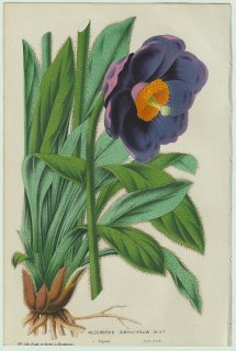 1858年 Van Houtte ヨーロッパの温室と庭園の植物誌 ケシ科 メコノプシス属 Meconopsis simplicifolia