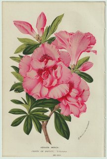 1858年 Van Houtte ヨーロッパの温室と庭園の植物誌 ツツジ科 ツツジ属 Azalea indica conte de hainaut