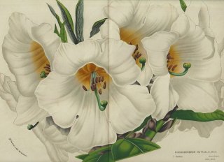 1858年 Van Houtte ヨーロッパの温室と庭園の植物誌 大判 ツツジ科 ツツジ属 Rhododendron nuttallii, Booth シャクナゲ