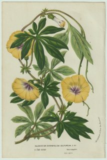 1858ǯ Van Houtte 衼åѤβοʪ ҥ륬 ĥޥ° Calonyction diversifolium sulfureum