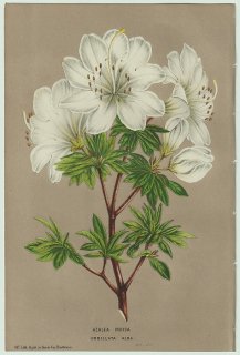 1858年 Van Houtte ヨーロッパの温室と庭園の植物誌 ツツジ科 ツツジ属 Azalea indica umbellata alba