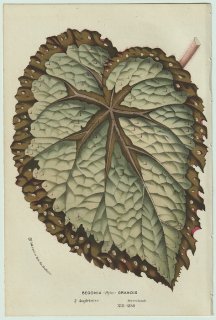 1858年 Van Houtte ヨーロッパの温室と庭園の植物誌 シュウカイドウ科 シュウカイドウ属 Begonia (Hybr) grandis ベゴニア