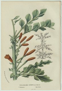 1858ǯ Van Houtte 衼åѤβοʪ ޥ ϥޥ° Phyllocladus hypophylla