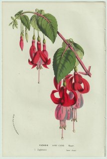 1858年 Van Houtte ヨーロッパの温室と庭園の植物誌 アカバナ科 フクシア属 Fuchsia lord Clyde Youell