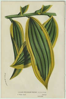1858年 Van Houtte ヨーロッパの温室と庭園の植物誌 ユリ科 ユリ属 カノコユリ Lilium speciosum roseum