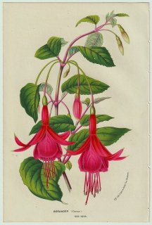 1858年 Van Houtte ヨーロッパの温室と庭園の植物誌 アカバナ科 フクシア属 Fuchsia beranger